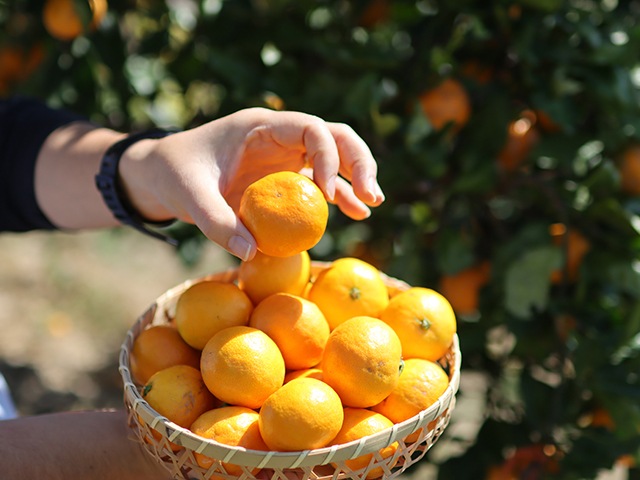 2番人気!濃厚小粒ベイビーみかん AB混合(送料無料!)和歌山県産農家直送! 1kg~10kg