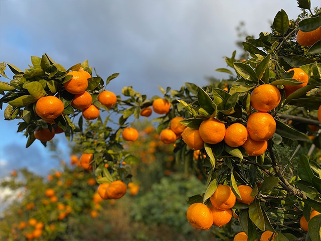2番人気!濃厚小粒ベイビーみかん AB混合(送料無料!)和歌山県産農家直送! 1kg~10kg