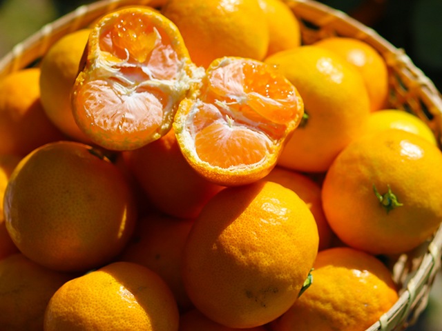 2番人気!濃厚小粒ベイビーみかん AB混合(送料無料!)和歌山県産農家直送! 1kg~10kg