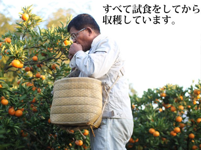 2番人気!濃厚小粒ベイビーみかん AB混合(送料無料!)和歌山県産農家直送! 1kg~10kg