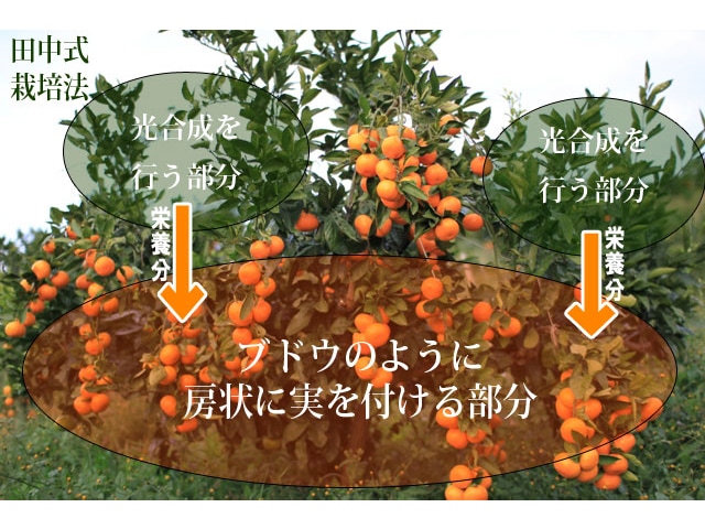 2番人気!濃厚小粒ベイビーみかん AB混合(送料無料!)和歌山県産農家直送! 1kg~10kg