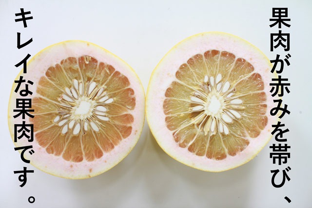 チャンドラポメロ(AB混合)-4-6月はクール便+200円