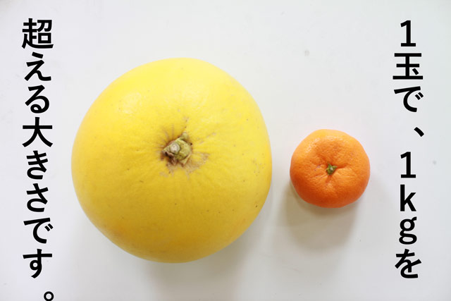 チャンドラポメロ(AB混合)-4-6月はクール便+200円