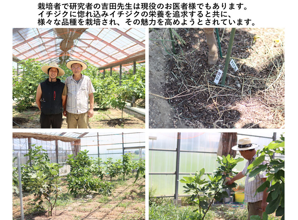 イチジク研究者から届く世界の珍種希少いちじく(無農薬:送料無料)