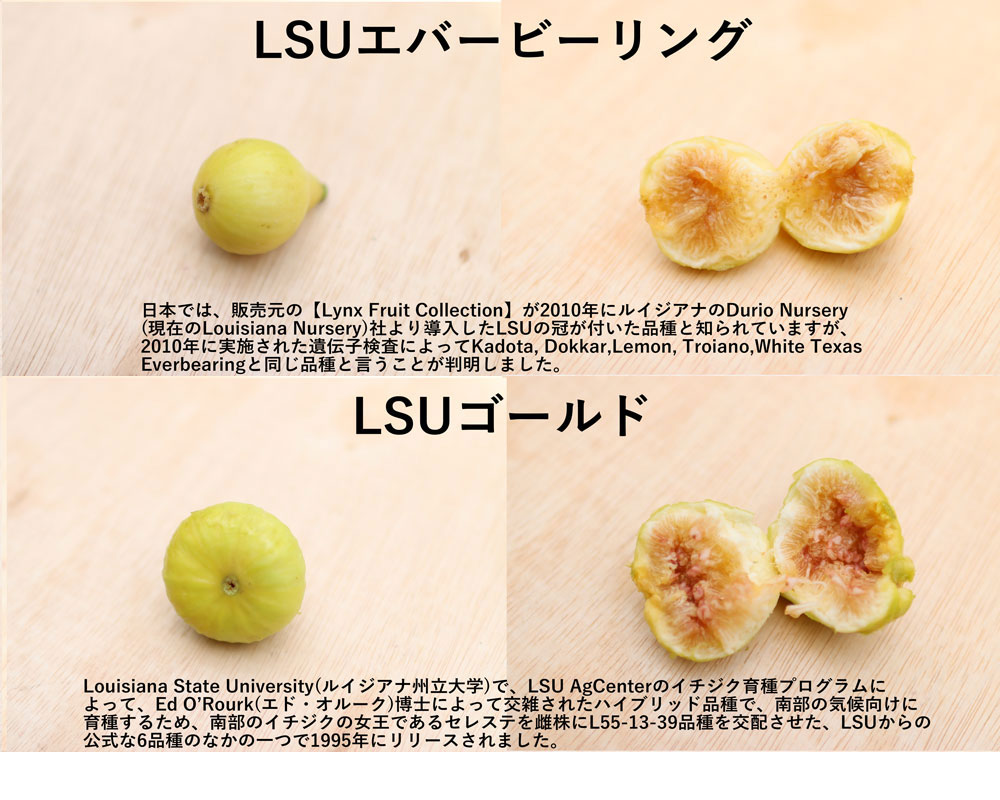 イチジク研究者から届く世界の珍種希少いちじく(無農薬:送料無料)