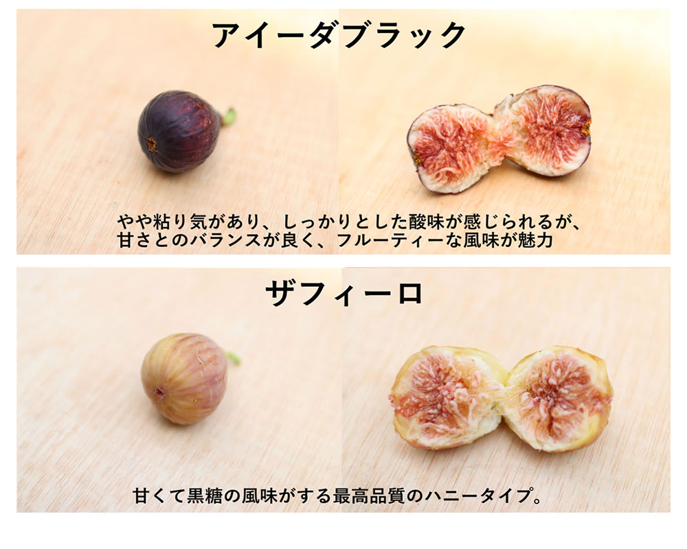 イチジク研究者から届く世界の珍種希少いちじく(無農薬:送料無料)