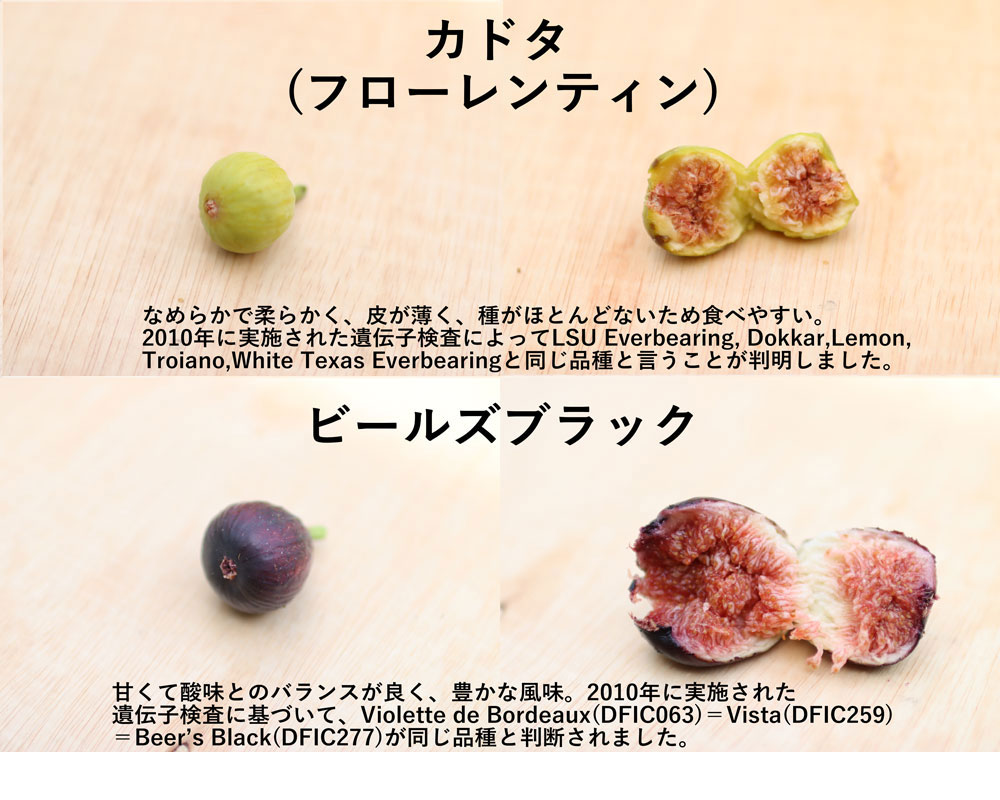 イチジク研究者から届く世界の珍種希少いちじく(無農薬:送料無料)