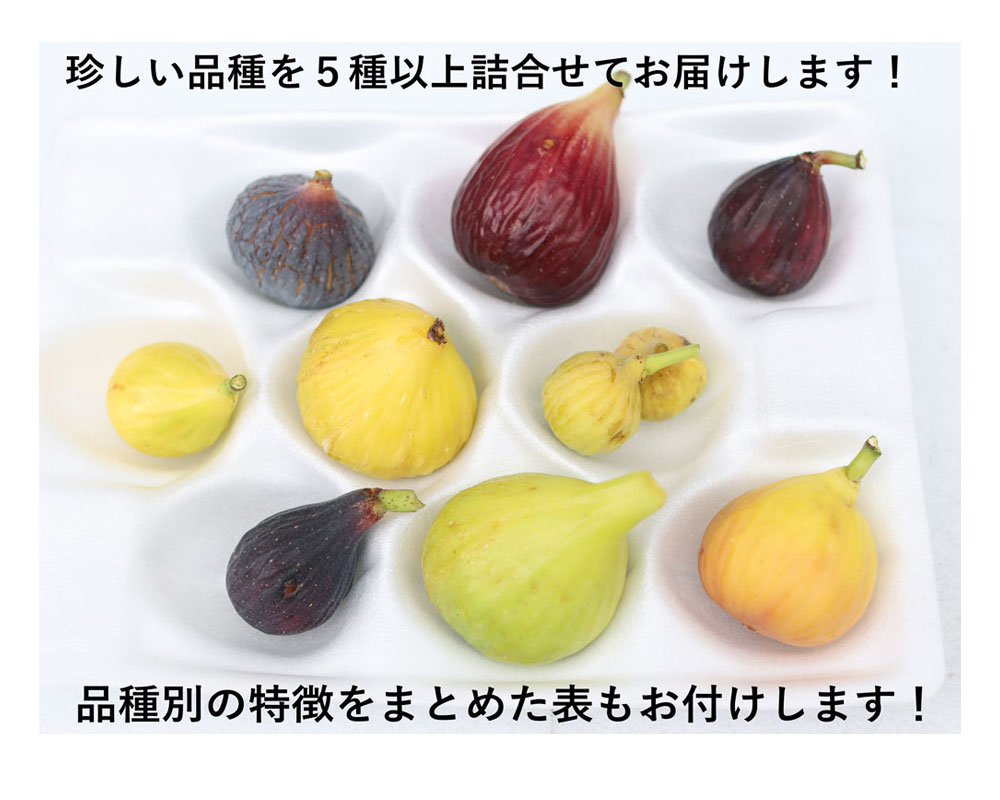 イチジク研究者から届く世界の珍種希少いちじく(無農薬:送料無料)