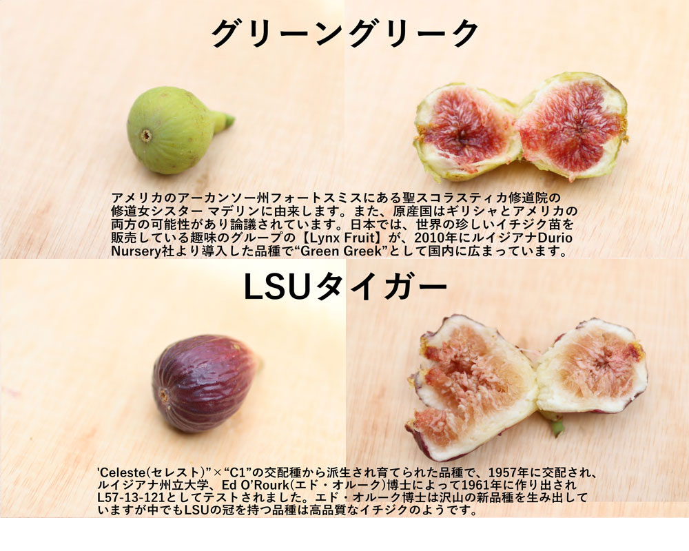 イチジク研究者から届く世界の珍種希少いちじく(無農薬:送料無料)
