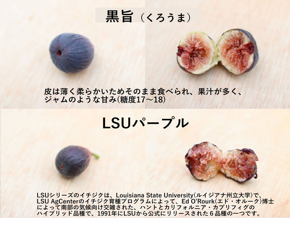 イチジク研究者から届く世界の珍種希少いちじく(無農薬:送料無料)