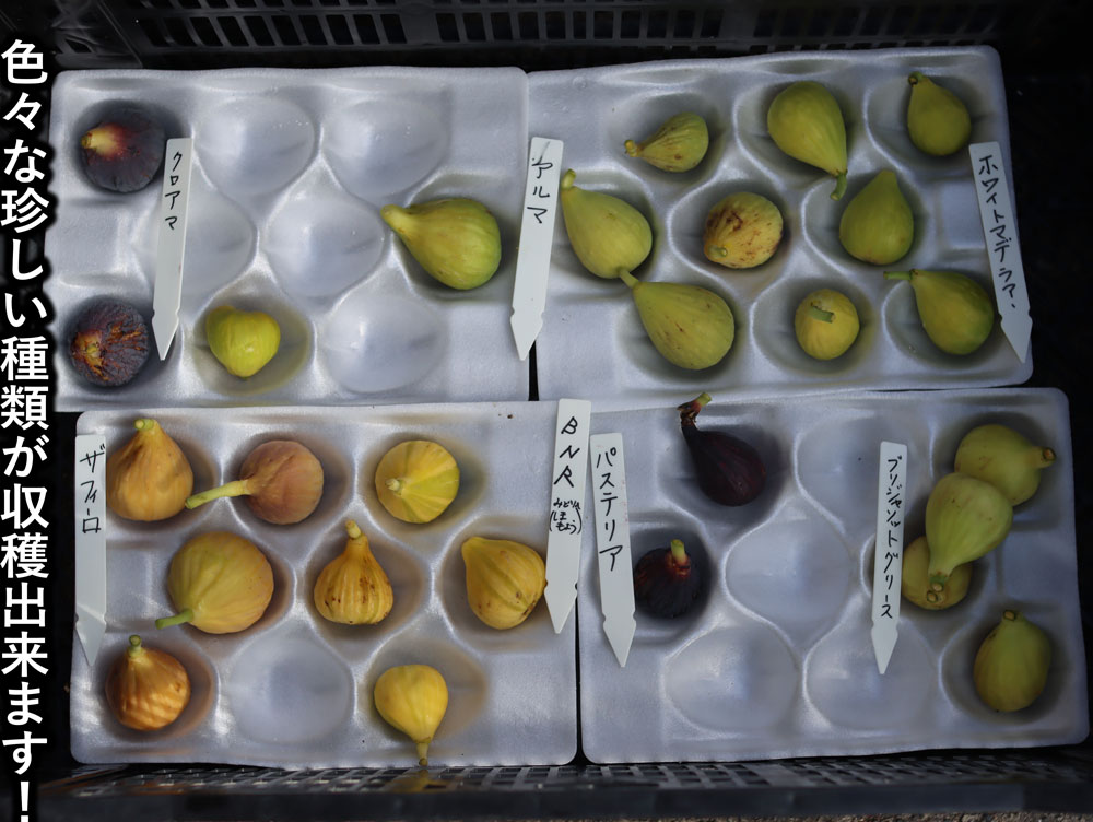イチジク研究者から届く世界の珍種希少いちじく(無農薬:送料無料)