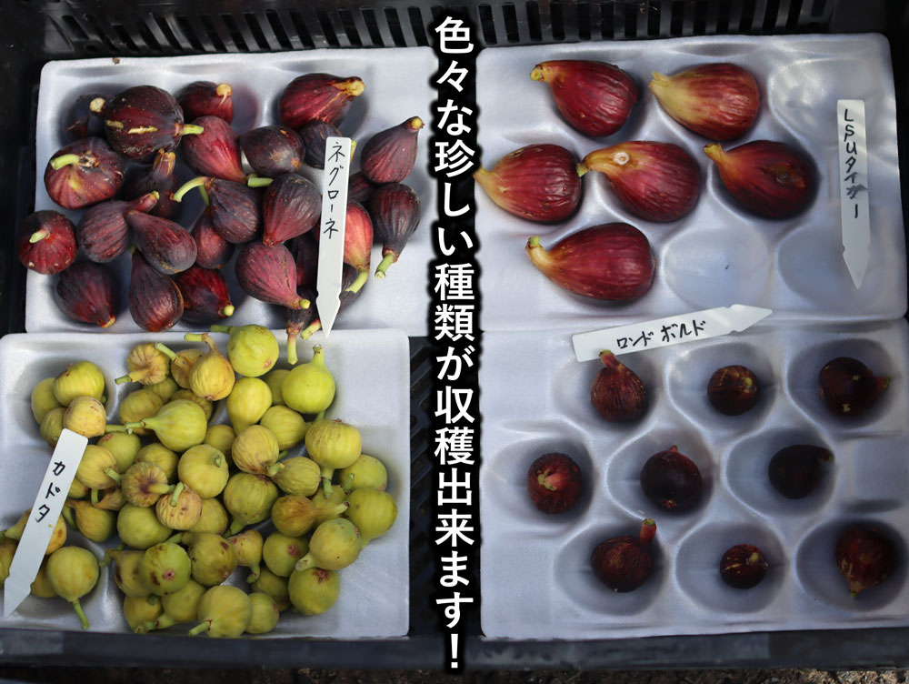 イチジク研究者から届く世界の珍種希少いちじく(無農薬:送料無料)