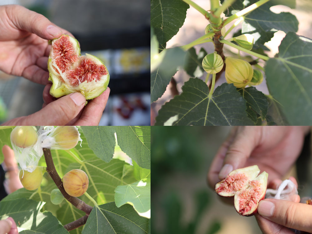 イチジク研究者から届く世界の珍種希少いちじく(無農薬:送料無料)