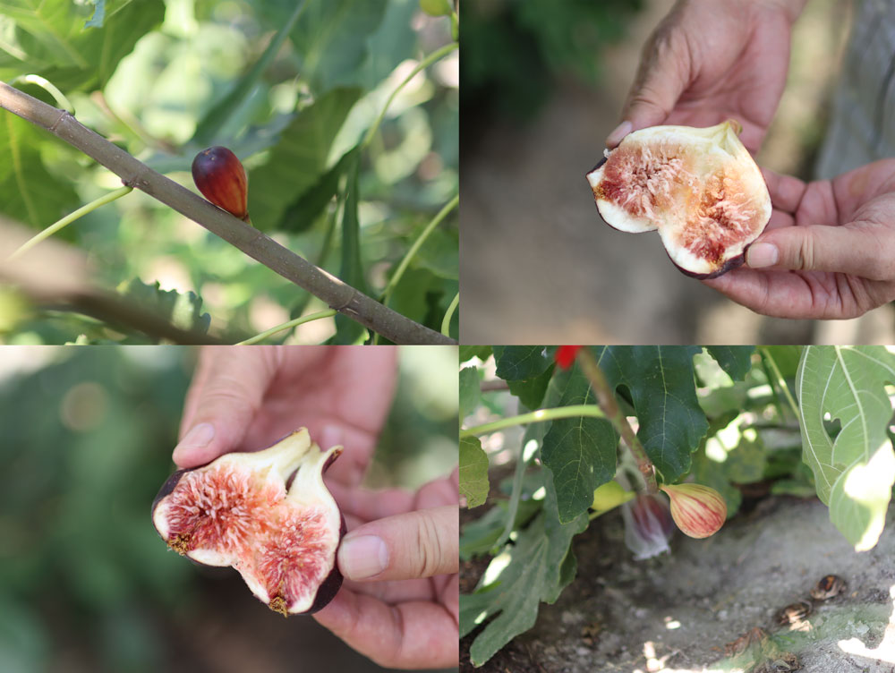 イチジク研究者から届く世界の珍種希少いちじく(無農薬:送料無料)