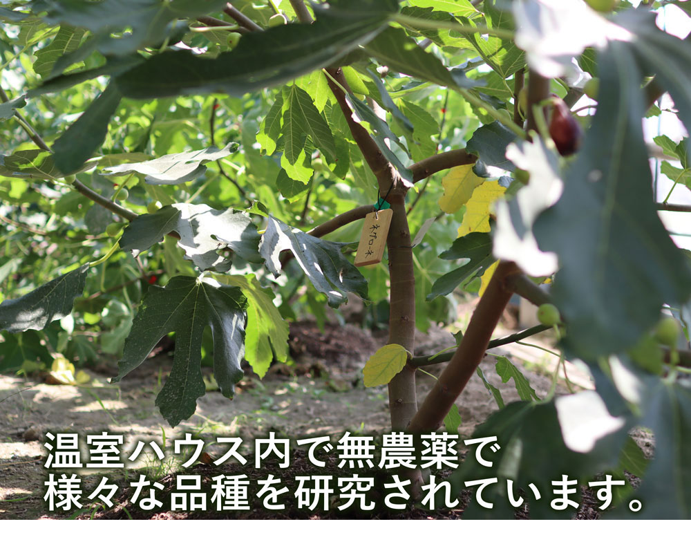 イチジク研究者から届く世界の珍種希少いちじく(無農薬:送料無料)