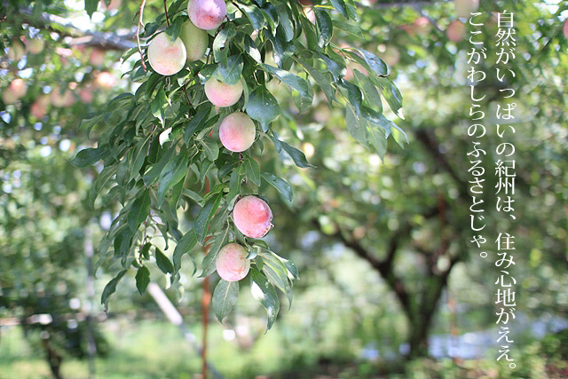 紀ノ川スモモ「太陽のスモモ」