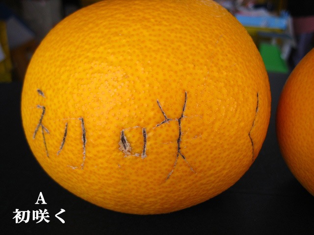 観音山八朔（初咲く：合格祈願！）