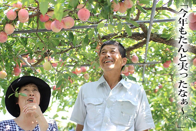 紀ノ川スモモ「太陽のスモモ」