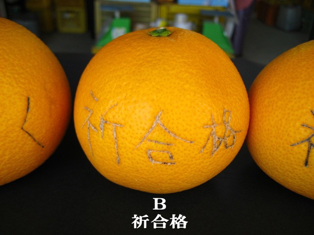 観音山八朔（初咲く：合格祈願！）