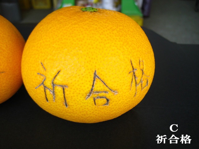 観音山八朔（初咲く：合格祈願！）