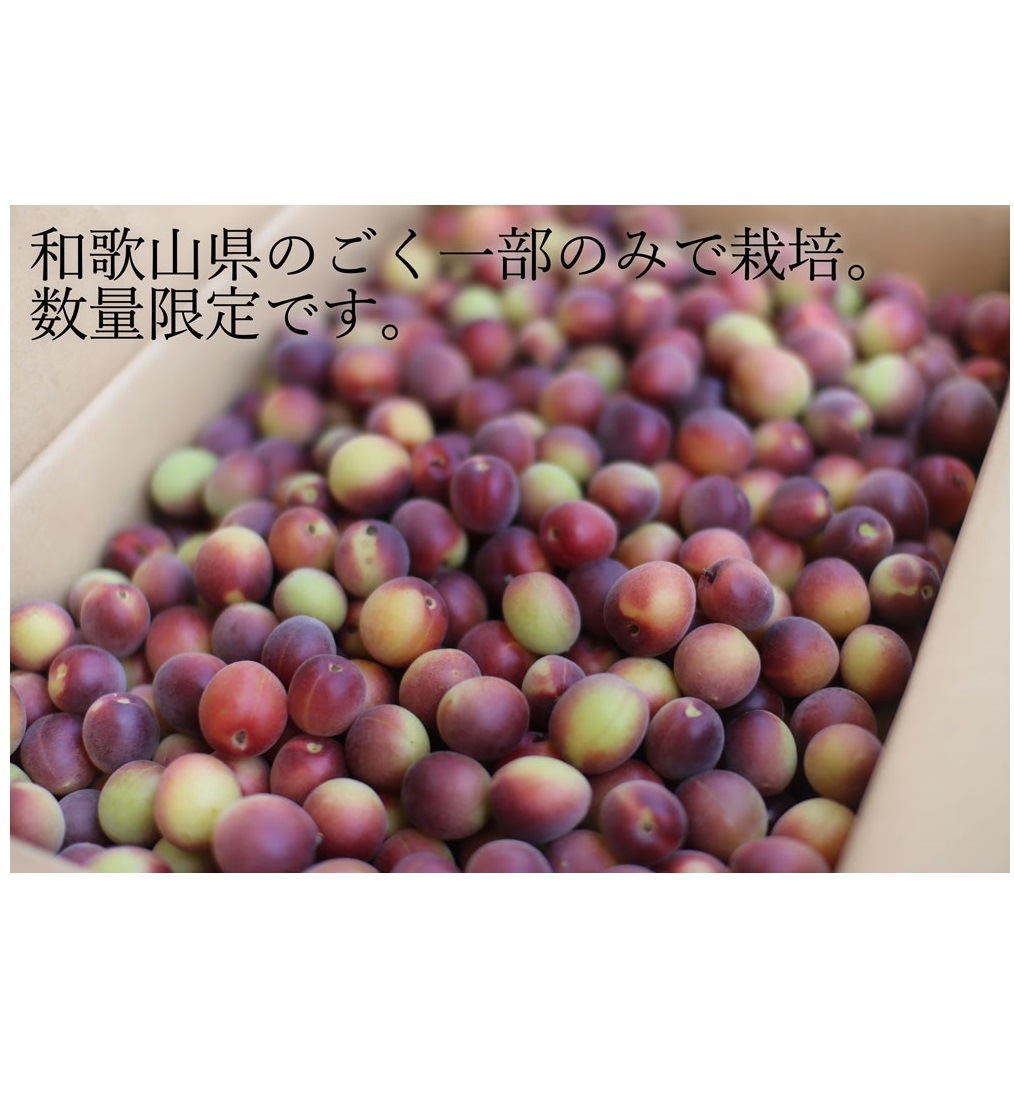若い梅 幻の赤梅「パープルクイーン」(送料無料)