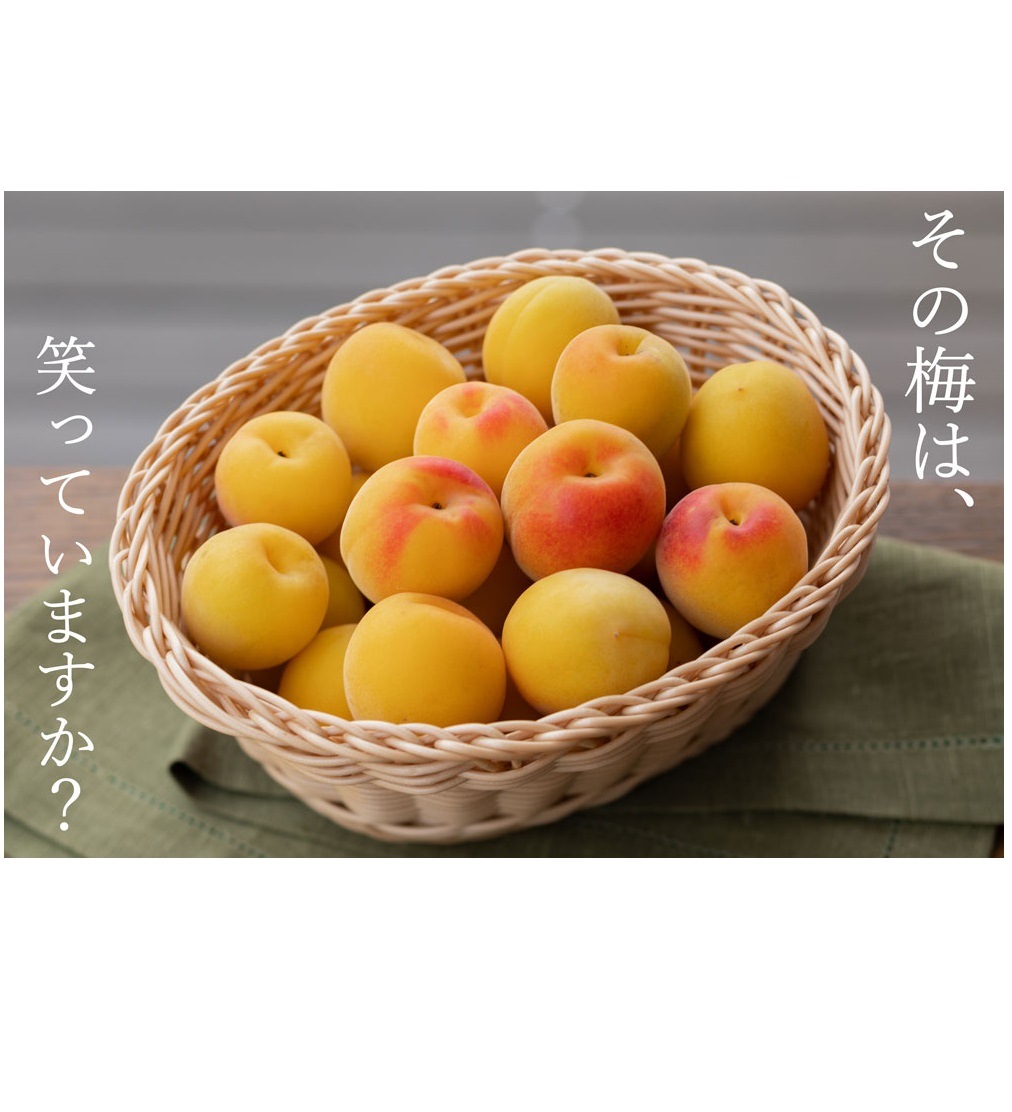 梅の花　（梅の花が付いた約３０cm程度の枝を３０枝分）送料無料！