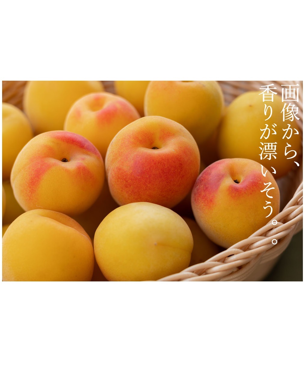 梅の花　（梅の花が付いた約３０cm程度の枝を３０枝分）送料無料！