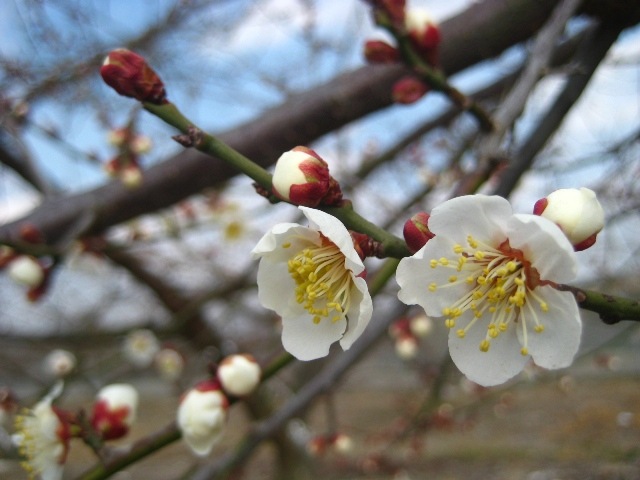 梅の花　（梅の花が付いた約３０cm程度の枝を３０枝分）送料無料！