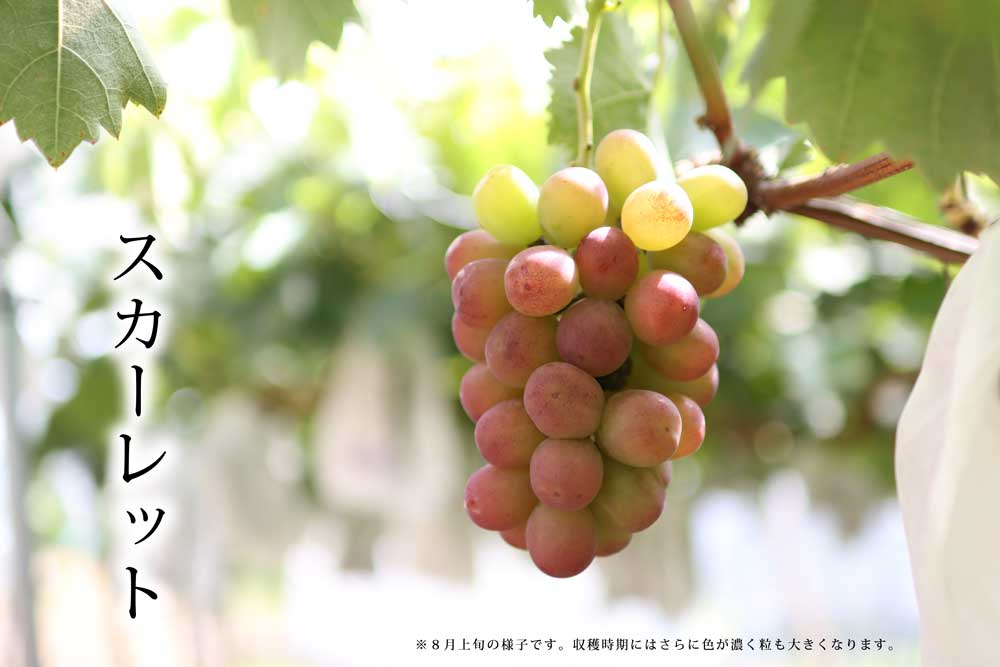 ２０２４年ぶどう６、８、１０種類食べ尽くしリレー（送料無料）（全て種無し）