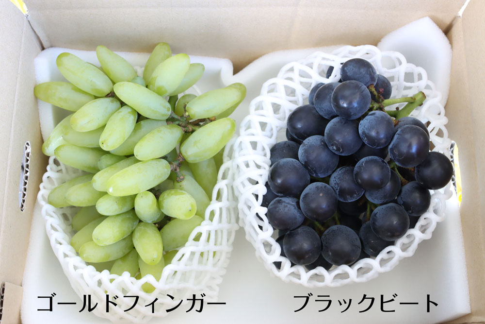 ２０２４年ぶどう６、８、１０種類食べ尽くしリレー（送料無料）（全て種無し）