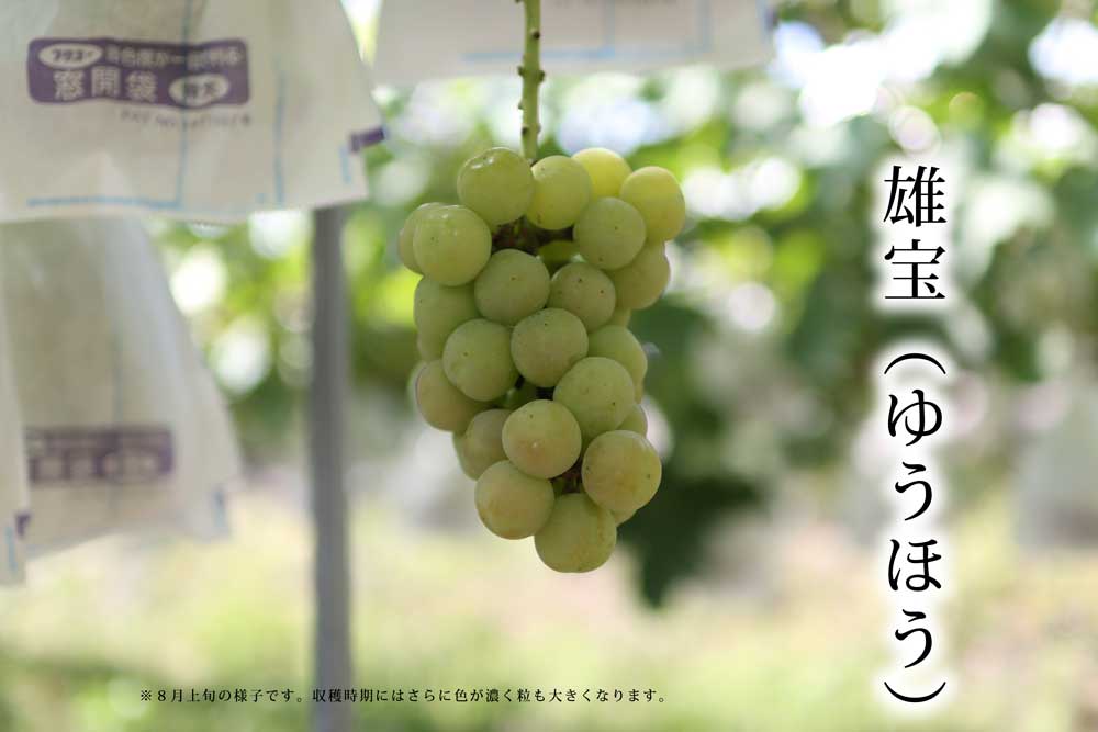 ２０２４年ぶどう６、８、１０種類食べ尽くしリレー（送料無料）（全て種無し）