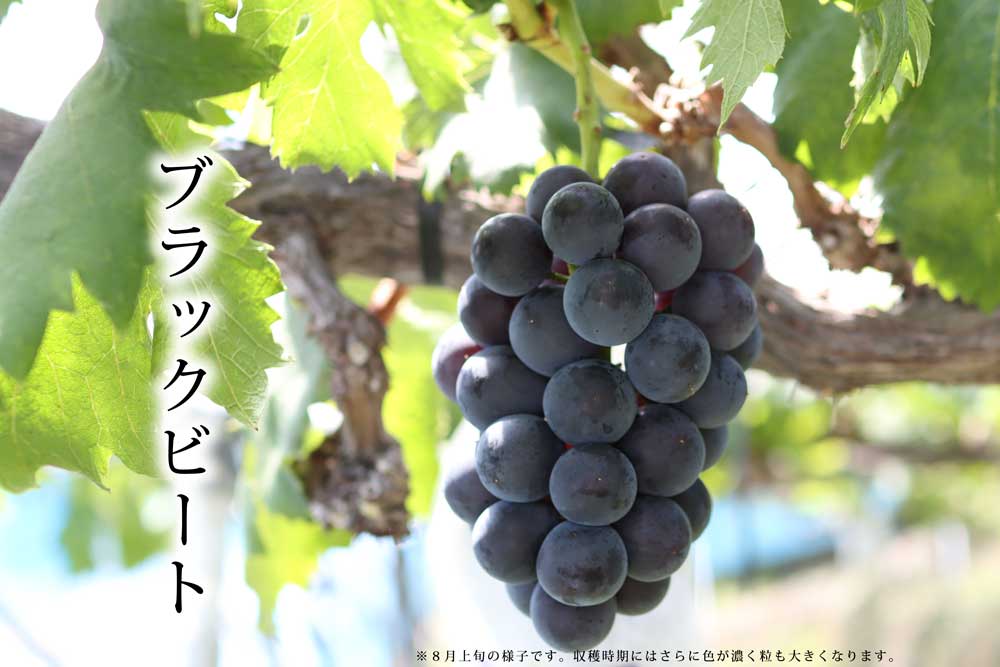 ２０２４年ぶどう６、８、１０種類食べ尽くしリレー（送料無料）（全て種無し）