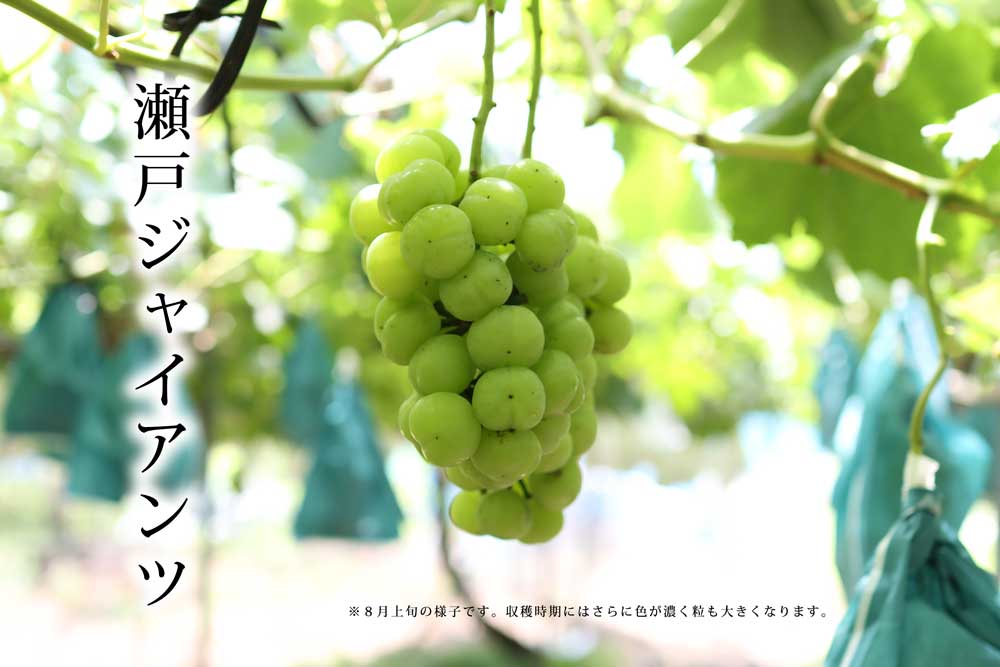 ２０２４年ぶどう６、８、１０種類食べ尽くしリレー（送料無料）（全て種無し）