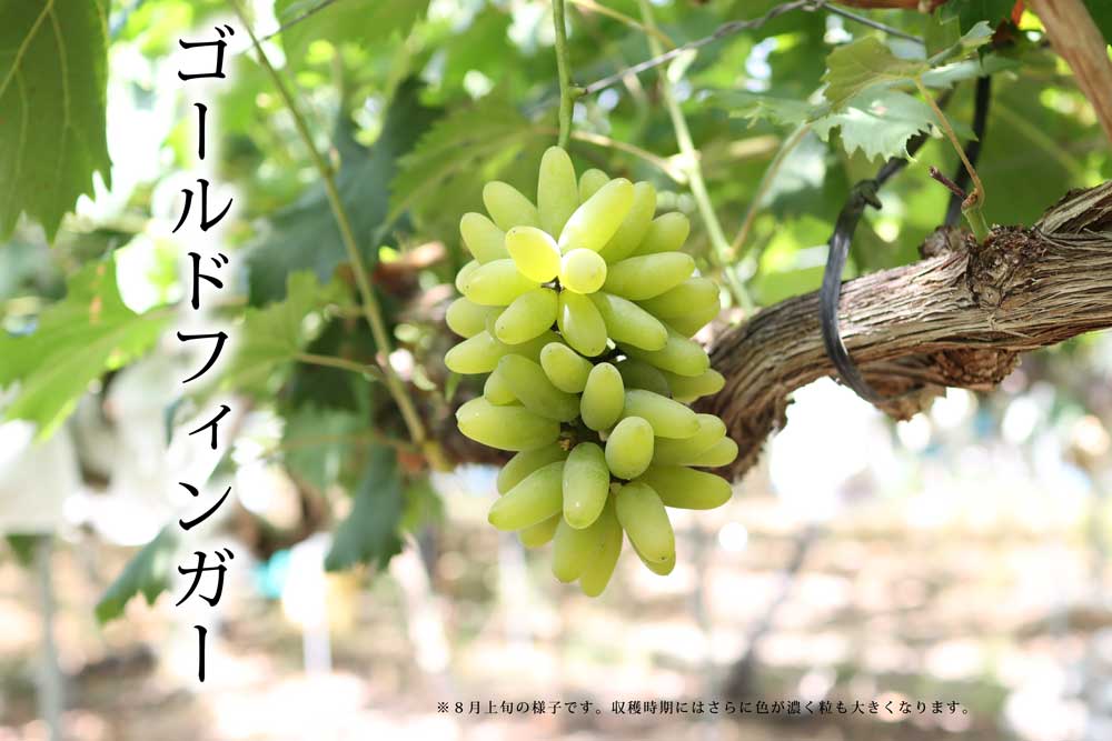 ２０２４年ぶどう６、８、１０種類食べ尽くしリレー（送料無料）（全て種無し）