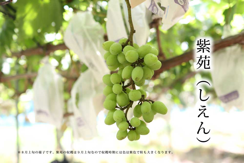 ２０２４年ぶどう６、８、１０種類食べ尽くしリレー（送料無料）（全て種無し）