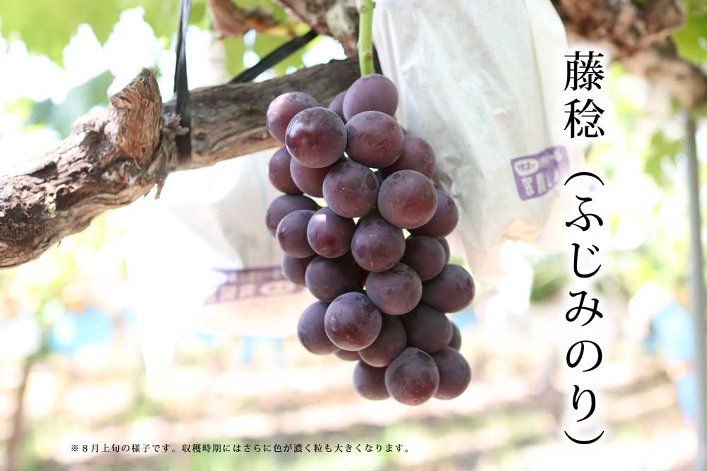 ２０２４年ぶどう６、８、１０種類食べ尽くしリレー（送料無料）（全て種無し）