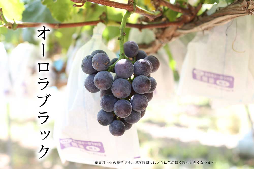 ２０２４年ぶどう６、８、１０種類食べ尽くしリレー（送料無料）（全て種無し）