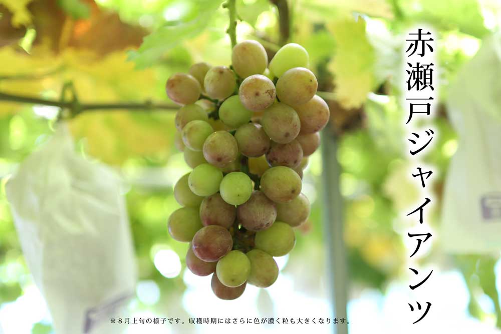 ２０２４年ぶどう６、８、１０種類食べ尽くしリレー（送料無料）（全て種無し）