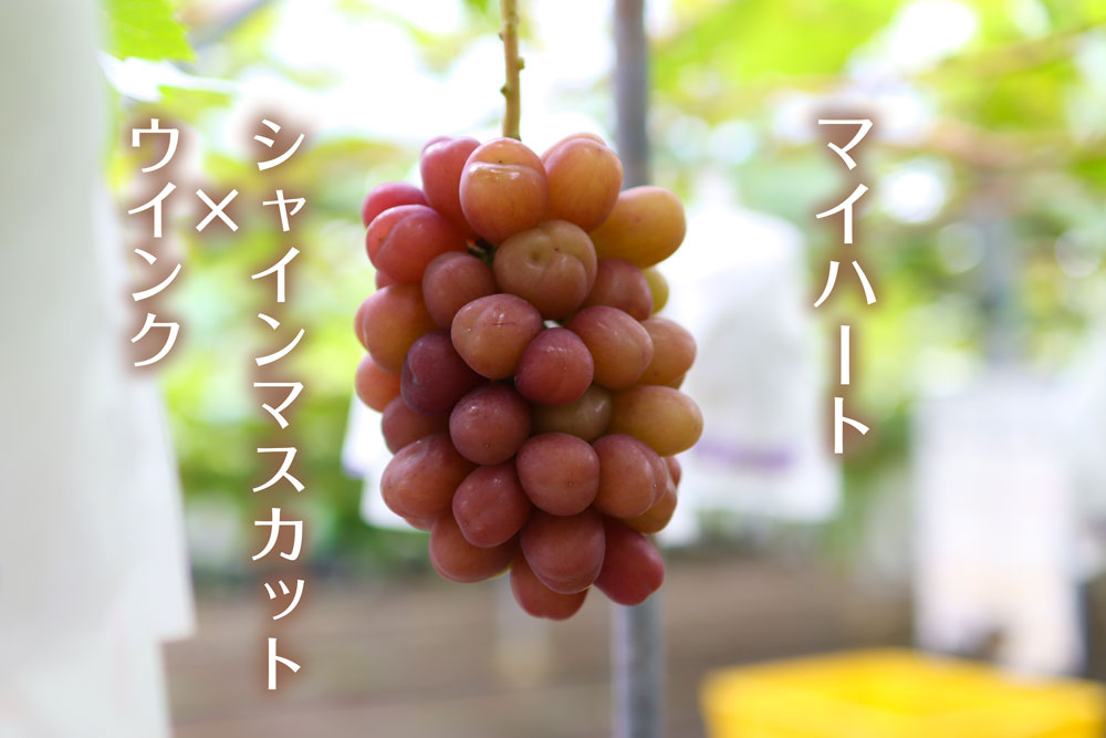 【フルーツギフト】新品種ぶどう3種(バイオレットキング、BKシードレス、マイハート)送料無料