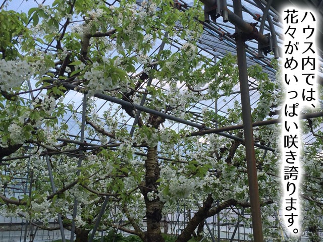 2017年農林水産大臣賞受賞!山形直送さくらんぼ(送料無料!クール便+200円)