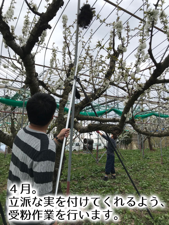 2017年農林水産大臣賞受賞!山形直送さくらんぼ(送料無料!クール便+200円)