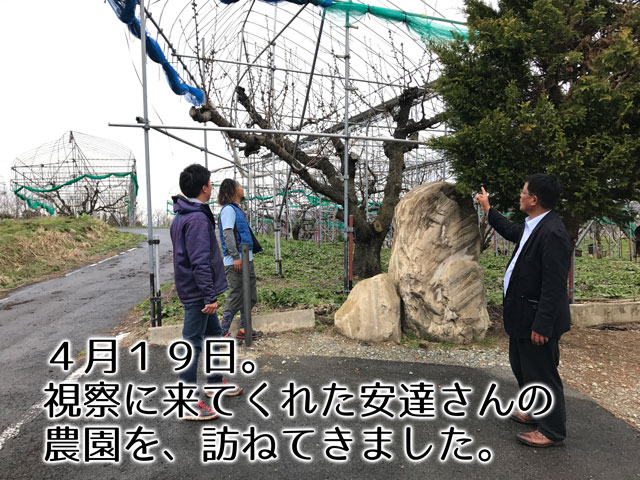 2017年農林水産大臣賞受賞!山形直送さくらんぼ(送料無料!クール便+200円)