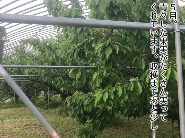 2017年農林水産大臣賞受賞!山形直送さくらんぼ(送料無料!クール便+200円)