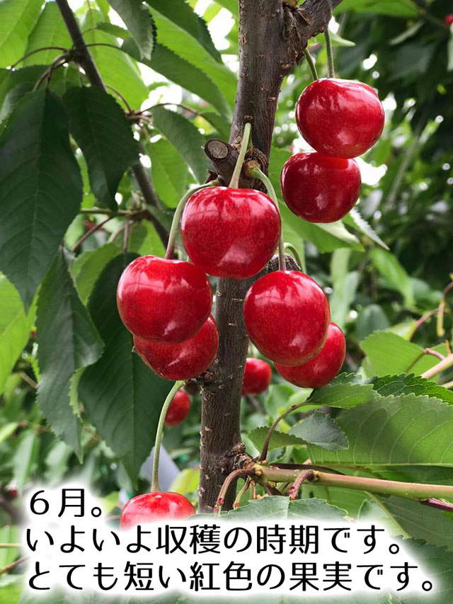 2017年農林水産大臣賞受賞!山形直送さくらんぼ(送料無料!クール便+200円)