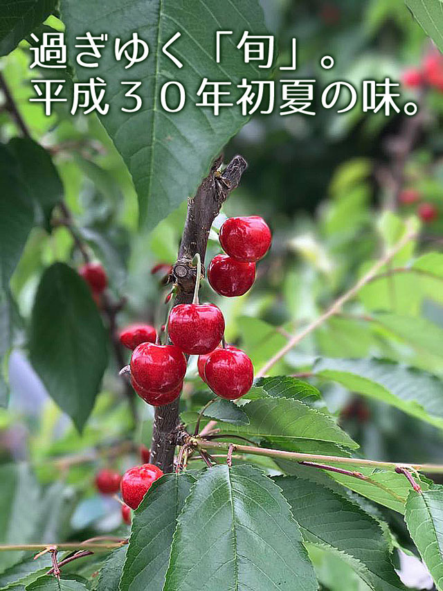 2017年農林水産大臣賞受賞!山形直送さくらんぼ(送料無料!クール便+200円)