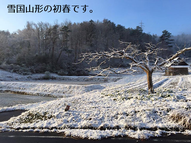 2017年農林水産大臣賞受賞!山形直送さくらんぼ(送料無料!クール便+200円)