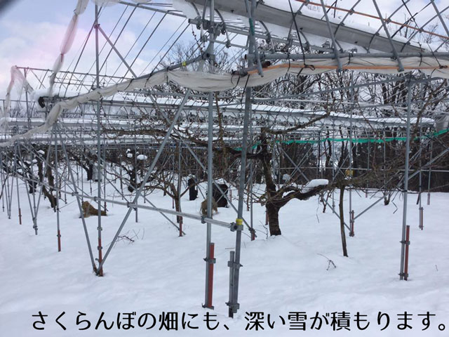 2017年農林水産大臣賞受賞!山形直送さくらんぼ(送料無料!クール便+200円)