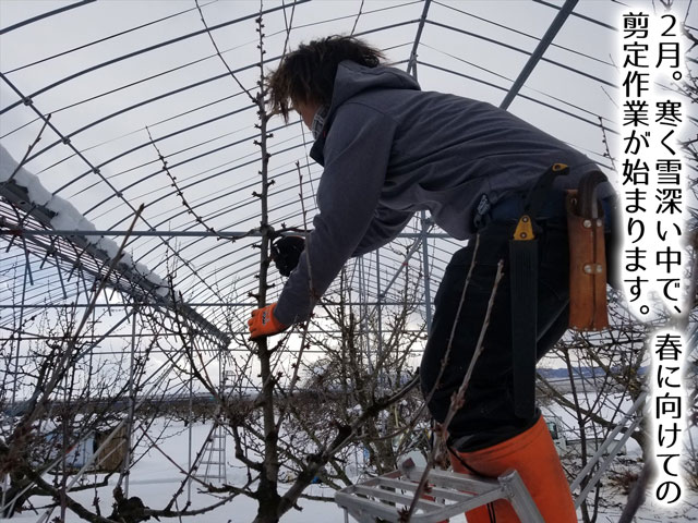 2017年農林水産大臣賞受賞!山形直送さくらんぼ(送料無料!クール便+200円)