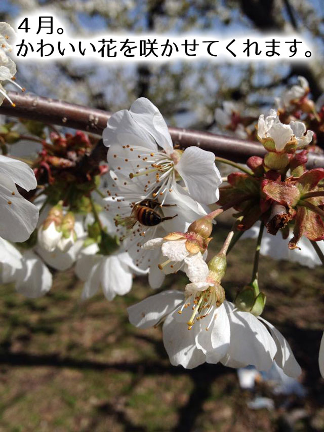 2017年農林水産大臣賞受賞!山形直送さくらんぼ(送料無料!クール便+200円)