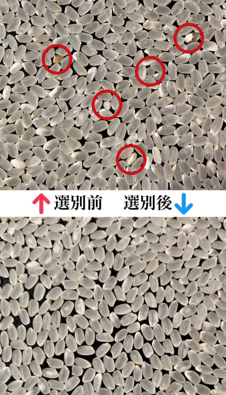 ��ʡ�������绺�ۤ��Ȥ��� �����֥��ɡ�2kg��